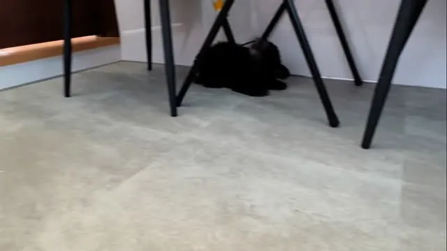 さくら🌸ベビーの長女🐾マーゴ