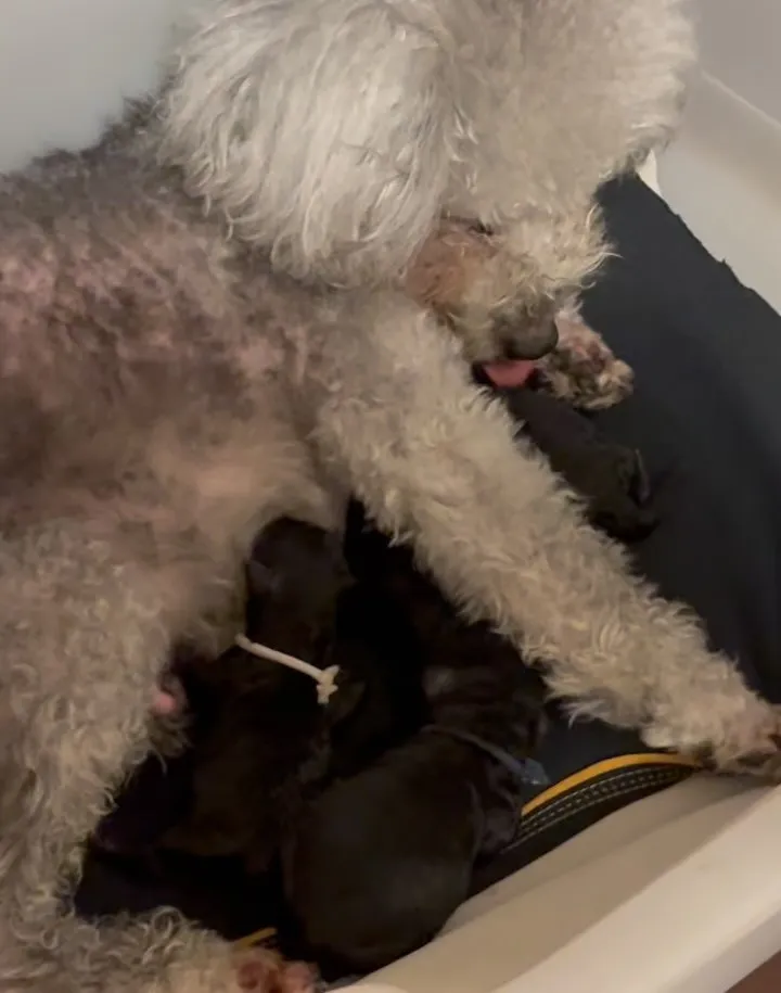 ⁡さくら🌸4ベビ誕生しました✨️