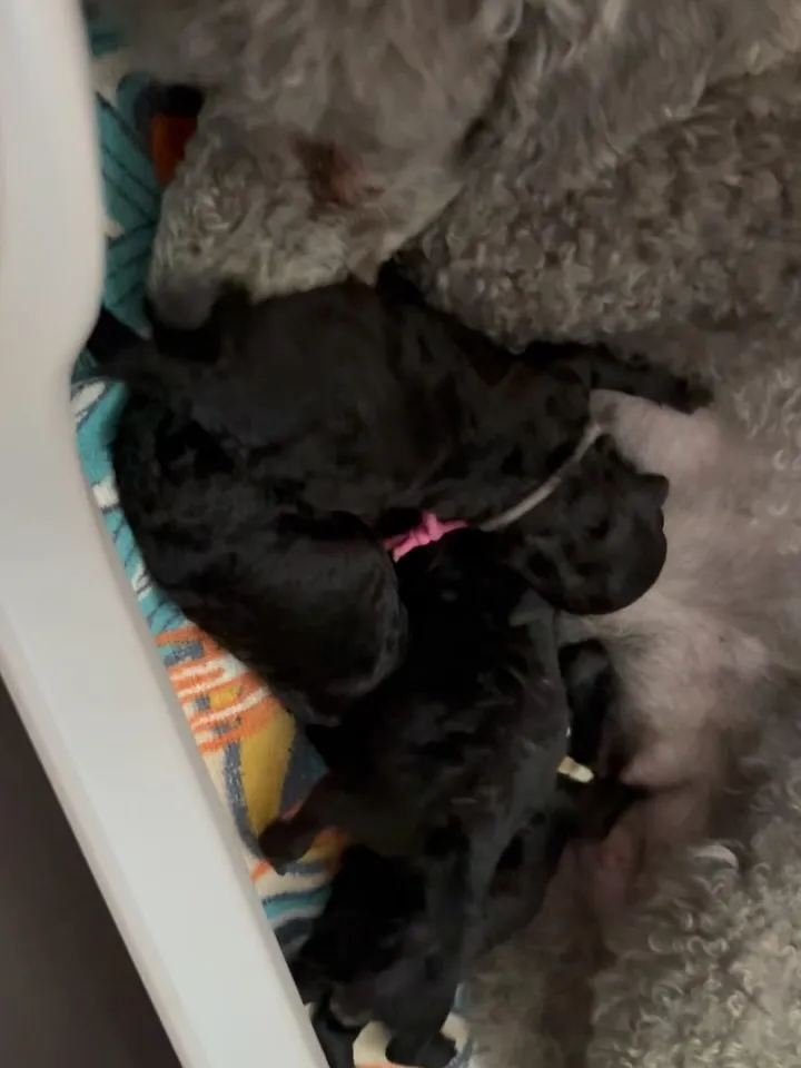 レモン🍋4ベビ誕生しました✨️