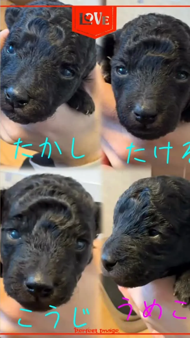 さくらベビー🌸生後18日目